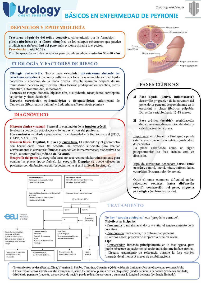 #Peyroniedisease is a condition that affects the penis, causing the development of a fibrous plaque that can result in curvature, pain, and other sexual dysfunction. Do you want to know more? Don’t miss this #urologycheatsheet created by @ManfrediCeleste! @ROC_Urologia