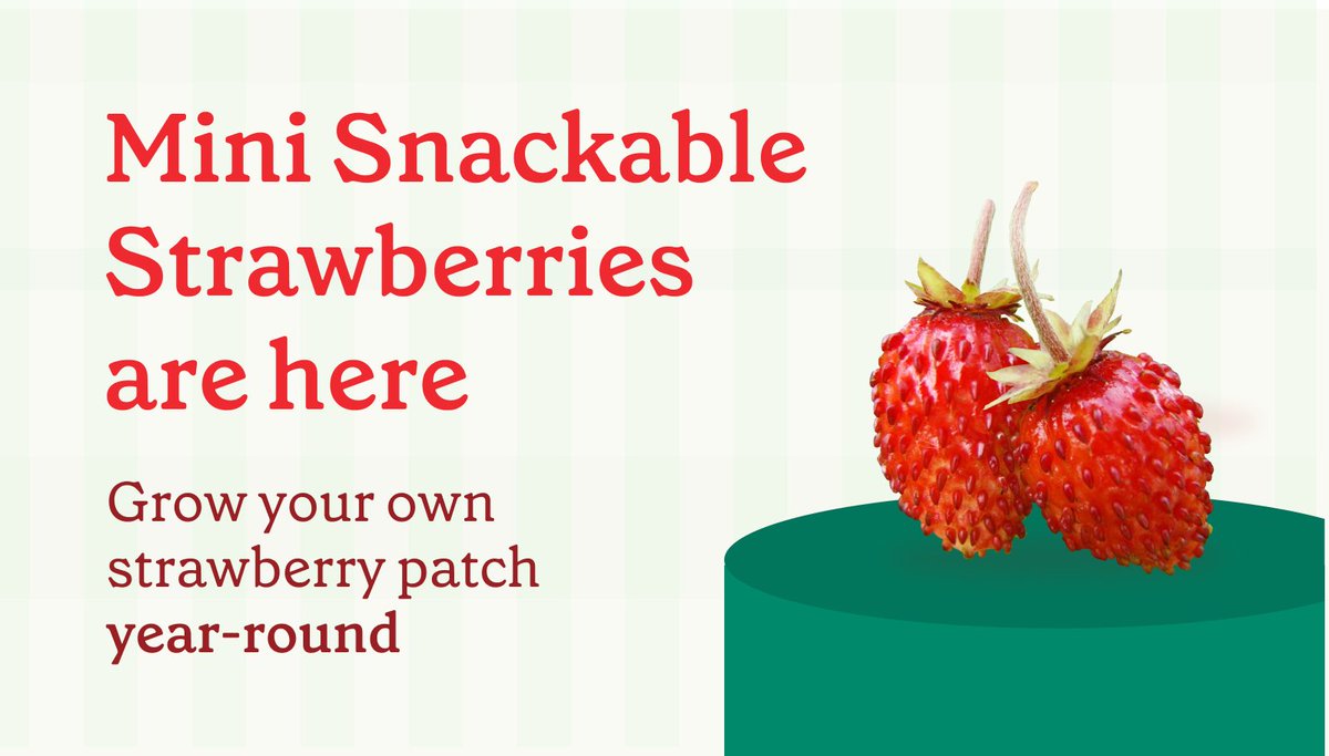 Strawberry season starts now. 🍓🍓

Add to cart here ➡️ risegardens.com/products/mini-…

#GardeningTwitter #strawberries