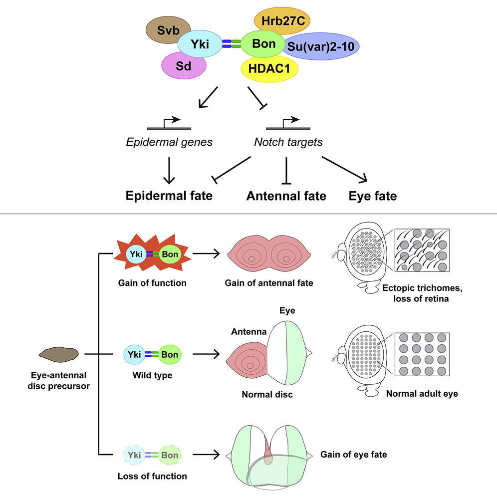 New paper from the lab, just in time for #Dros23! We show how Yorkie and its new interactor Bonus control cell fate decisions in the fly eye. Here is a link to download (free until April 21): authors.elsevier.com/a/1ggtb5Sx5gtw…
1/2