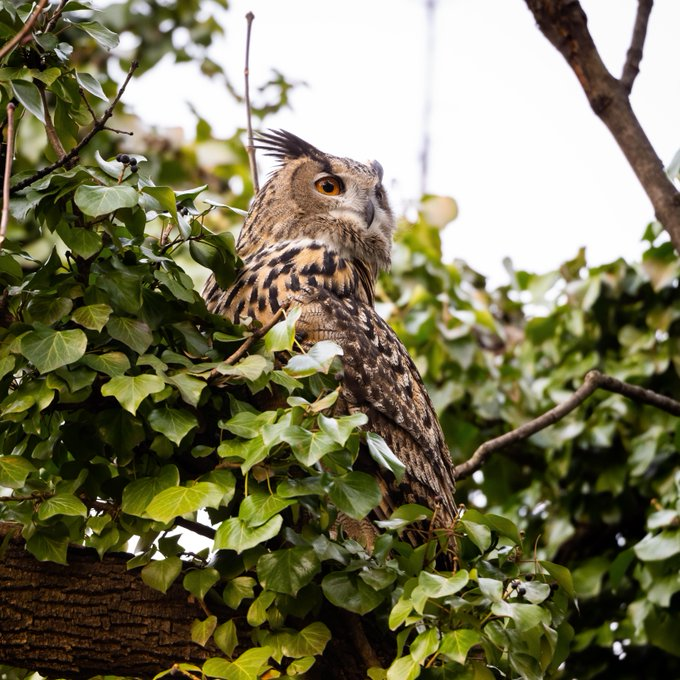 flaco_theowl's tweet photo. Today marks 1-month of #freedom since I left the #CentralPark Zoo! I'm a free bird.

I'm proud of my journey &amp; adventures the past month. Thank you to my supporters. 

Now it's time to find a nice, tasty rat to celebrate! Hoot Hoot! 

#birdcpp #birdcp #FlacotheOwl #birding https://t.co/YYtv3a8Ni3