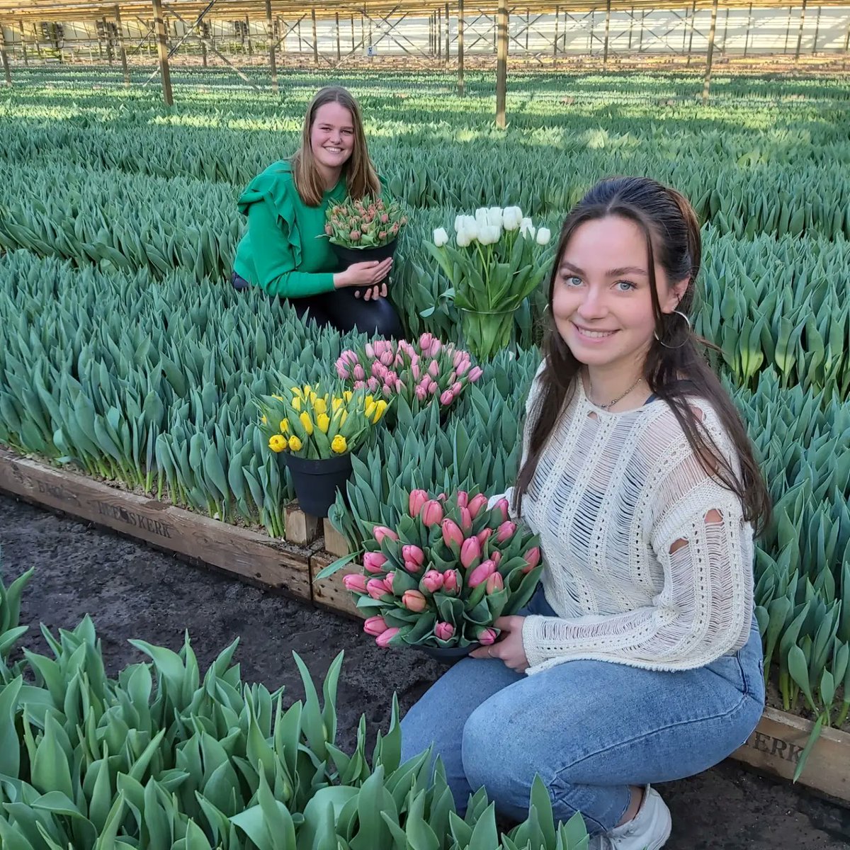 VOFBakkum's tweet photo. Honor women by giving tulips on International Women's Day 
#InternationalWomensDay2023 #tulips https://t.co/hyi4AWLBE1
