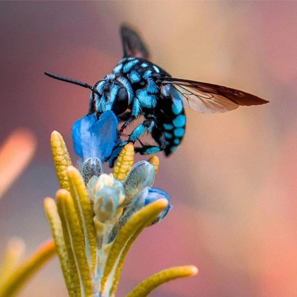 Une petite merveille bleue ! 🐝 L'abeille Amegilla Cingulata est originaire d'Australie et vit dans les régions tropicales 💙

📷 Onephatasian