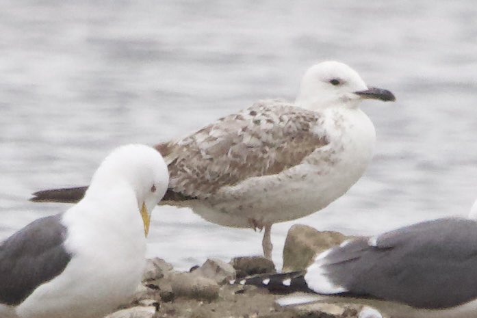 St Aidan’s today, drake Pintail on main lake, GCGs nest building, Med Gull back with the BHGs and Caspian Gull on main spit. #StAidans #Swillyings