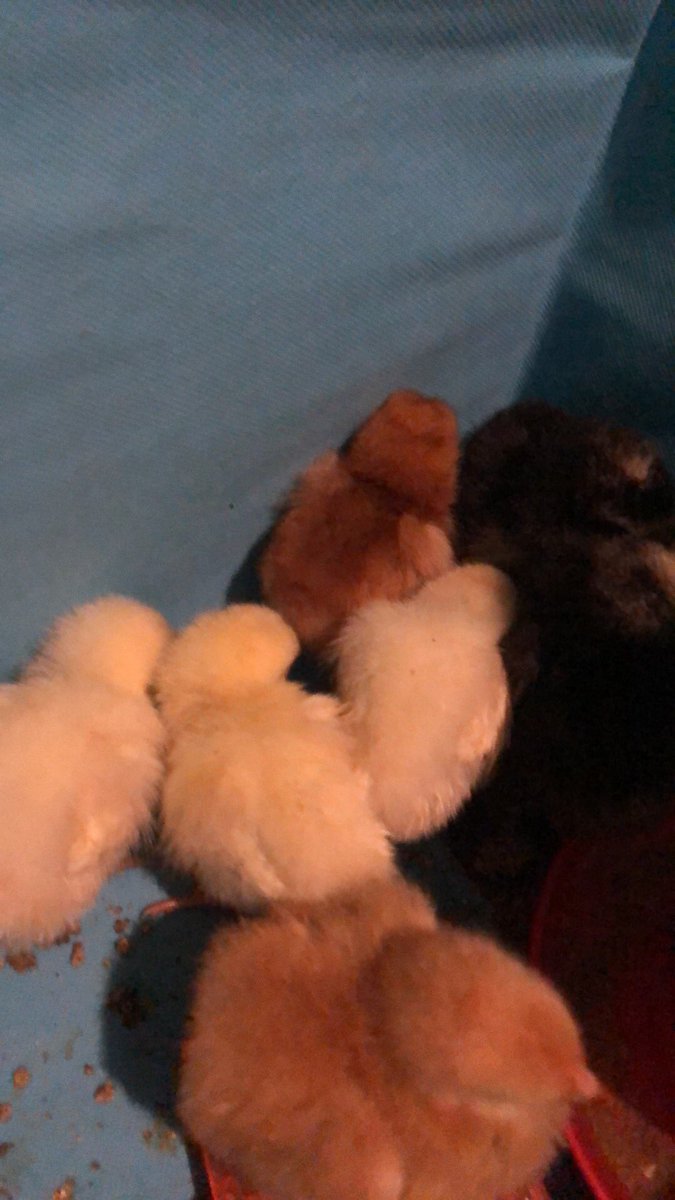 Princess90111's tweet photo. I got baby chickens so I’m not on as much sorry y’all 
#nsfwtwt #nsfwtwtًً https://t.co/m2BdrFHHTR