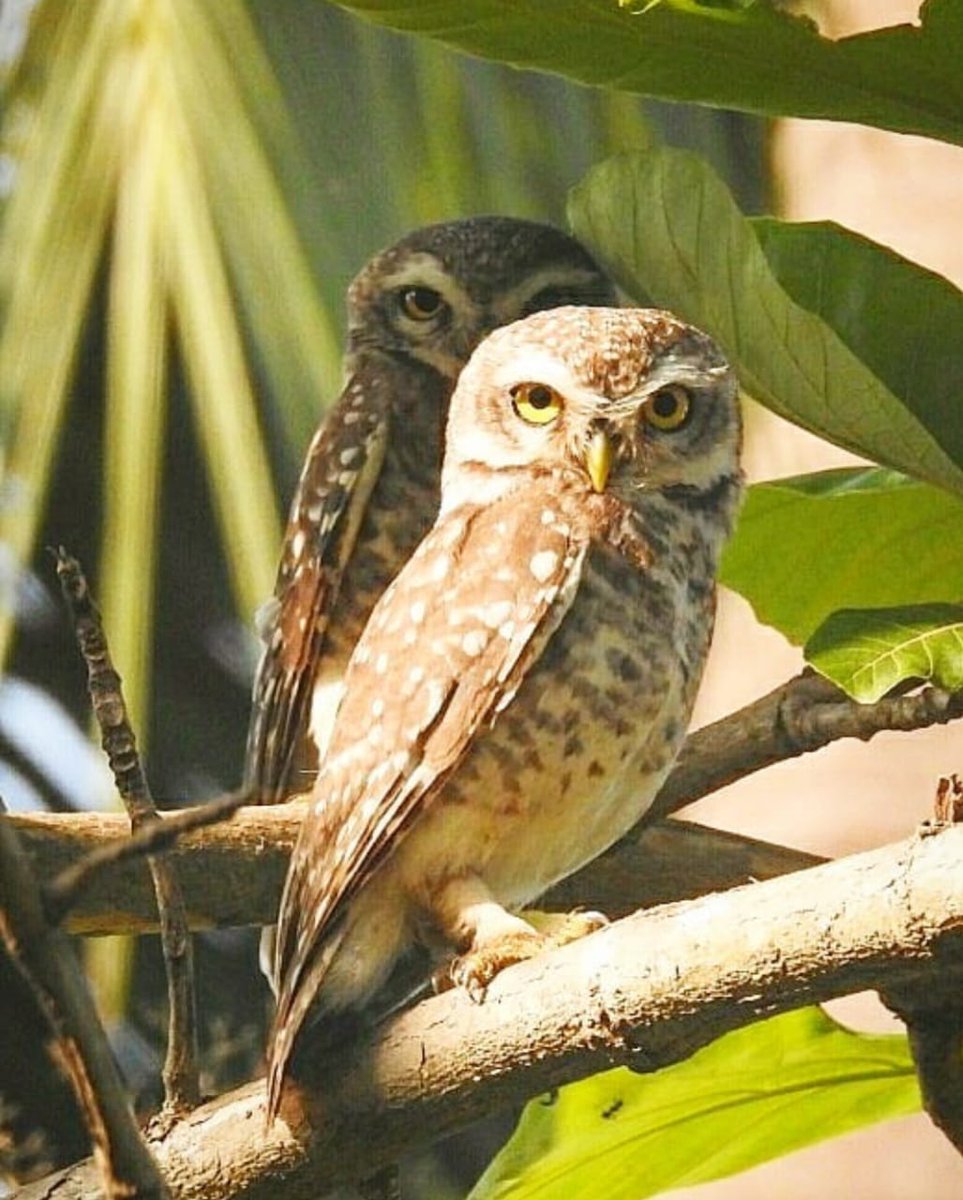 My entry for #Two2Tango
Spotted Owlet at @HindolPalace #IncredibleHindol #IncredibleOdisha
#nature #positivevibes
#IndiAves #BirdsOfTwitter
#birdwatching 
#birdphotography 
 #naturelovers #birding #IndiWild
#TwitterNatureCommunity
#wild #wildlifephotography 
#wildearth