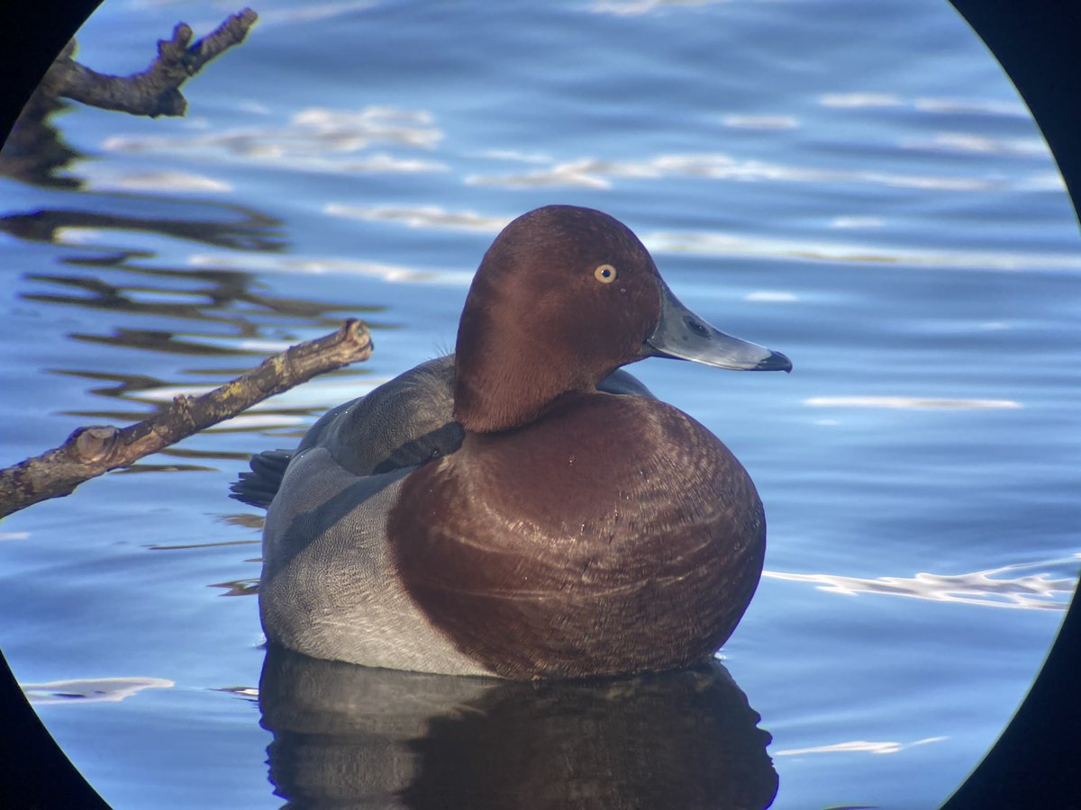 Ferruginous Duck X Pochard at Damhussøen Copenhagen today
<a href="/BirdHybrids/">Bird Hybrids</a>