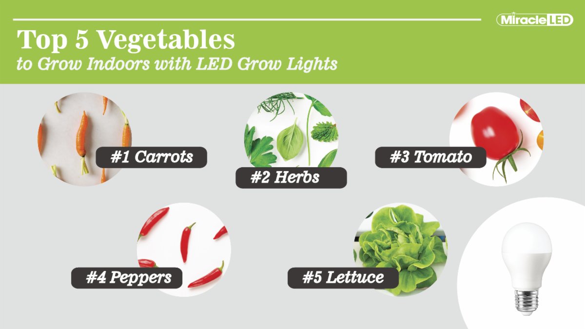 These are some of many fresh produce options you can grow in your own home with the help of #MiracleLED Grow Light bulbs.
 
 #sustainableinteriors #sustainablebrand #sustainablefood #greenlivingroom #sustainablehome #indoorfarming #gardeninspo #herbgardens