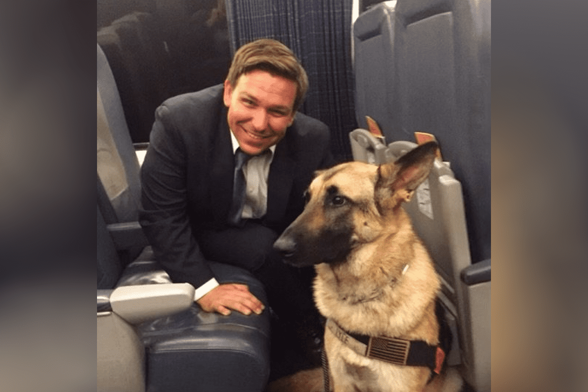 Liz Charboneau On Twitter when You Definitely Act Normal Around Dogs Liz charboneau on twitter when you definitely act normal around dogs