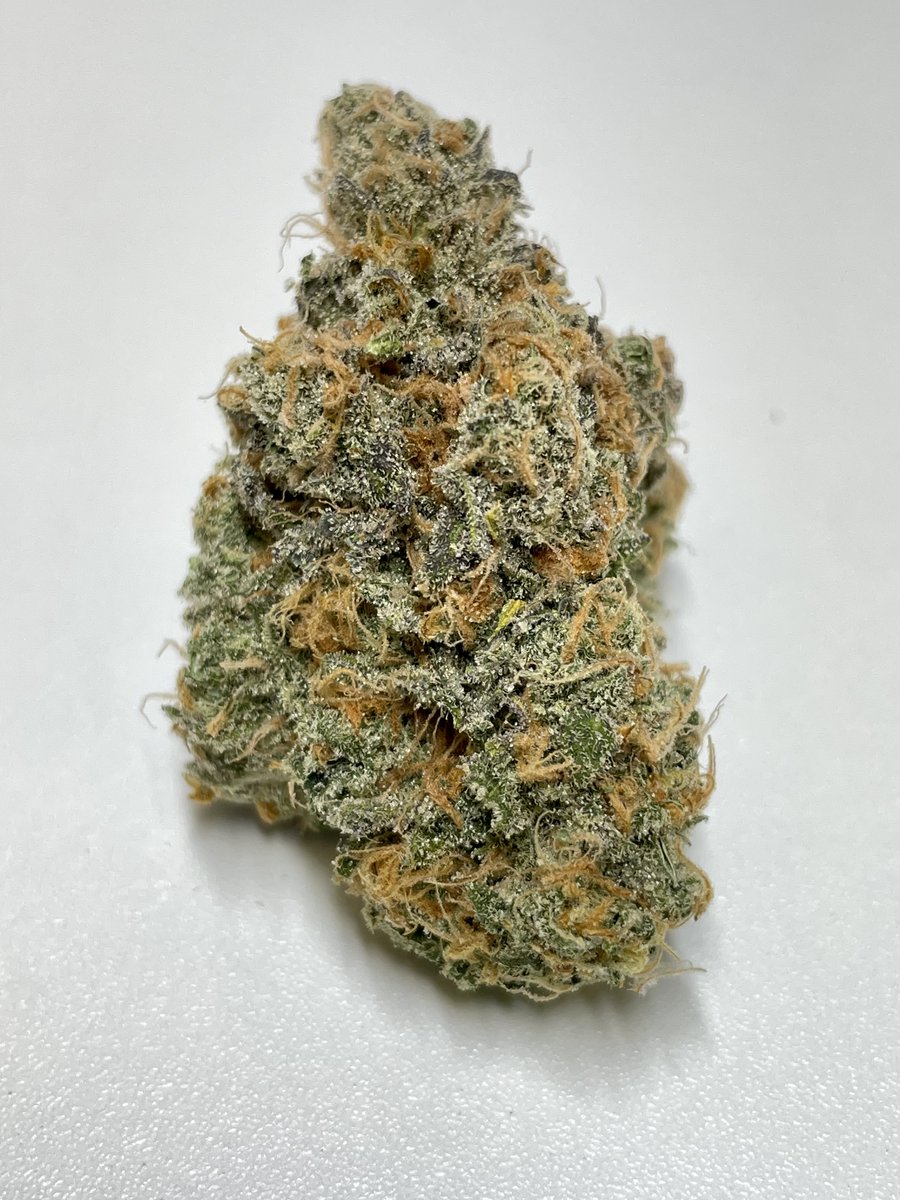 FarmCarver's tweet photo. Blue Dream (Blueberry x Haze)
Santa Cruz Cut 
#organicallygrown #notill #livingsoil #singlesource #oneabq #carverfamilyfarm #slaps #Weedmob #cannabisculture #rosin #WeedLovers #cannabisusa #Weed  #420community #CannabisCommunity #Burque #nmtrue https://t.co/PqPOunW0be