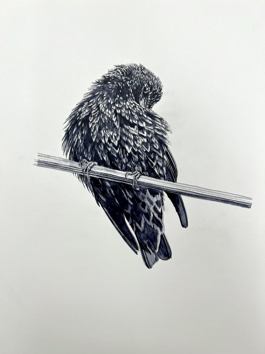 Bas Geeraets 🦉 tweet media