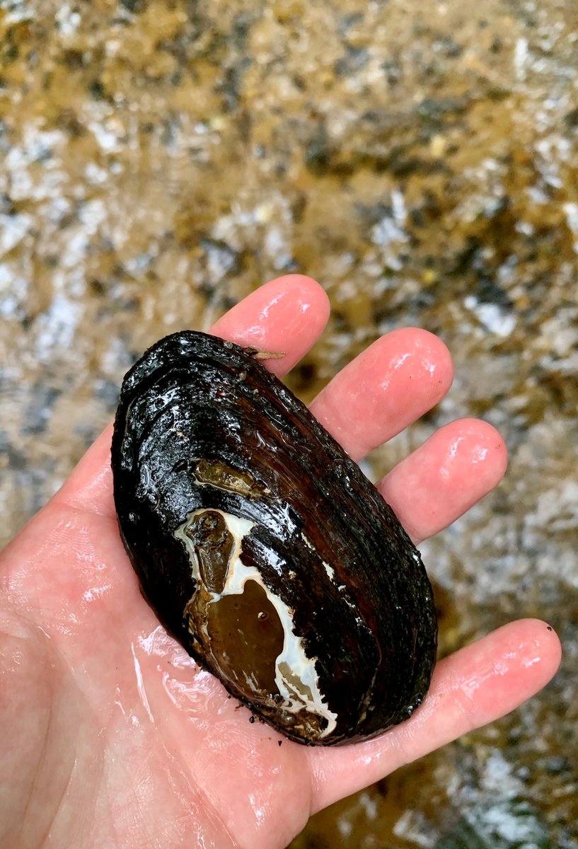DNRECWetlands's tweet image. Ever heard of a freshwater mussel? There are actually over 300 species of freshwater mussels native to North America. As bivalve mollusks, they provide ecosystem services to our streams and rivers by keeping soils in place, and cleaning water through filter-feeding. #dewetlands