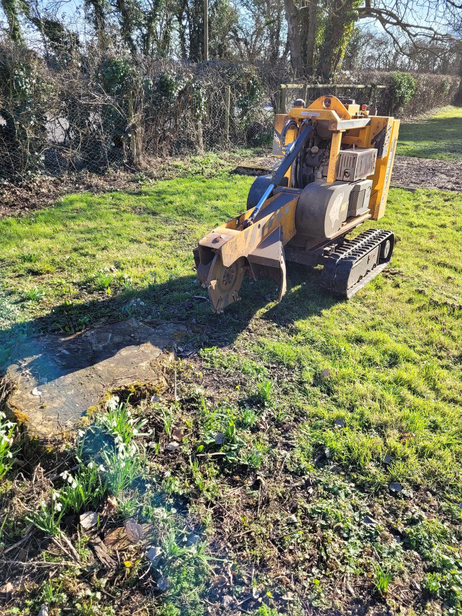 TreeGrinding tweet picture