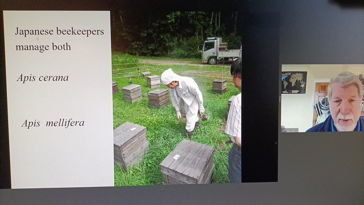 NumericBees's tweet image. Really informative webinar by Jeff PETTIS going on.
@apimondia 
Thanks so much.