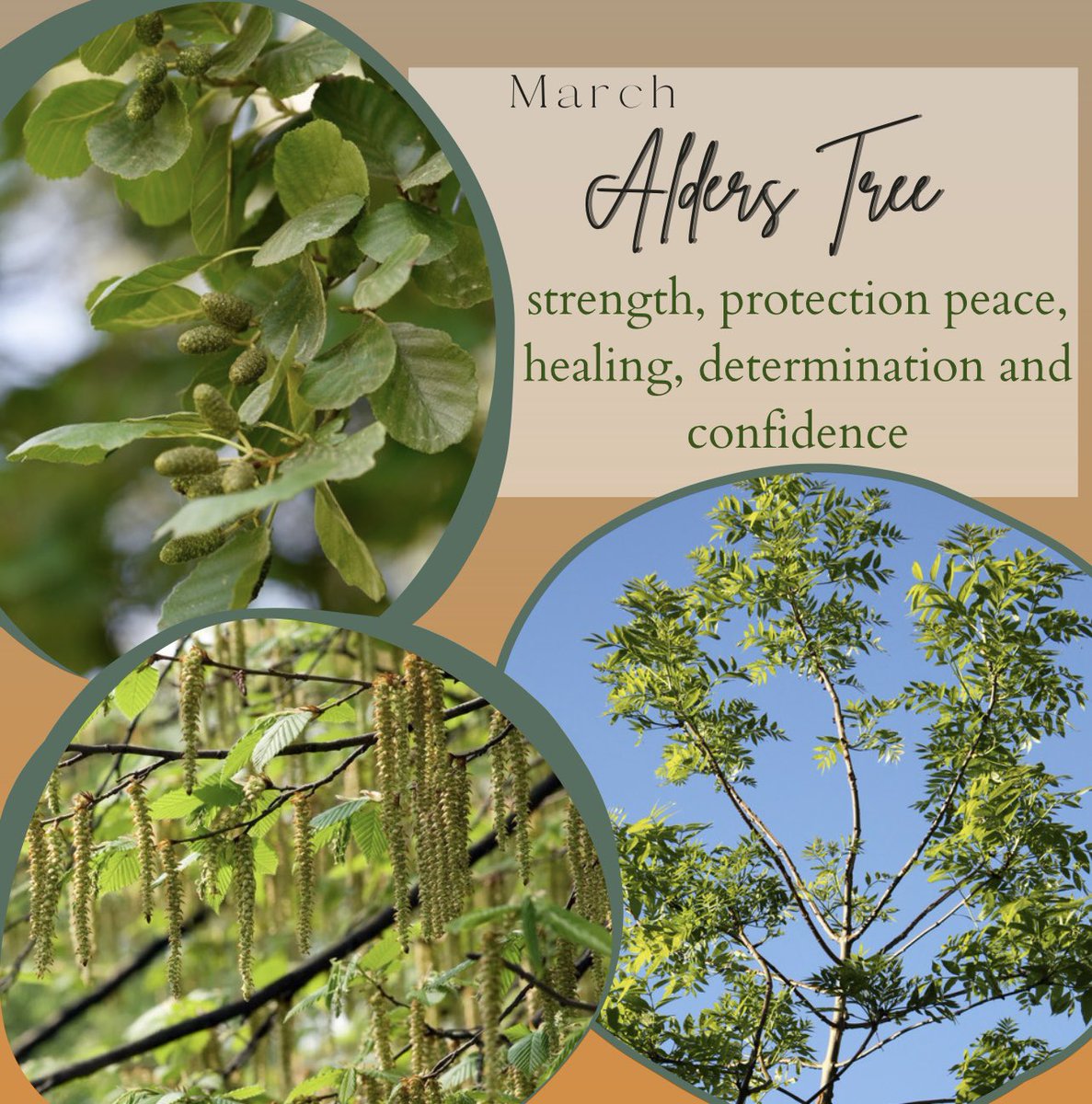 #march #birthmonth #tree #pisces #aries