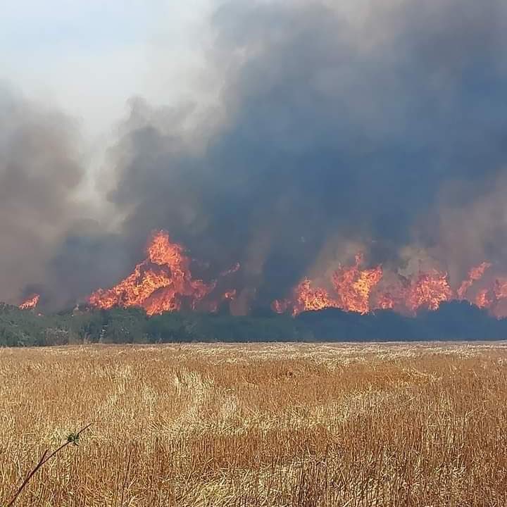 Jimoya82's tweet photo. #CAÑETE : A esta hora en Cañete  Brigadas forestales,  Bomberos de Cañete y Los Álamos trabajan en control de incendio forestal de rápida propagación en la zona de Huape.

Noticia En desarrollo.

#CambioClimático #ConejosTerroristas https://t.co/hlGAEmSvOQ