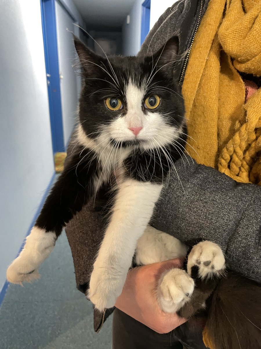 srebouh's tweet photo. #Besançon #Alerte ✅ Un chat visiblement perdu dans le quartier Rivotte… Est-ce que vous pouvez partager dans l’espoir de retrouver ses maîtres ? 🐈‍⬛  Il est sociable et très mignon mais j’ai pas prévu d’adopter un animal cette année. https://t.co/qeKVXVIMIK
