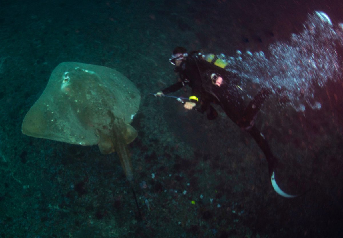 Nakia Cullain (@naturenak) on Twitter photo Super exciting work coming out of Mozambique! The <a href="/MarineMegafauna/">Marine Megafauna Foundation</a> team, led by <a href="/QueenofMantas/">Andrea Marshall</a> are the first to tag smalleye stingrays in the wild.
My role has been to tag individuals in Zavora as part of the broader work being done in the Inhambane province. So much STOKE! 🦈 Super exciting work coming out of Mozambique! The <a href="/MarineMegafauna/">Marine Megafauna Foundation</a> team, led by <a href="/QueenofMantas/">Andrea Marshall</a> are the first to tag smalleye stingrays in the wild.
My role has been to tag individuals in Zavora as part of the broader work being done in the Inhambane province. So much STOKE! 🦈