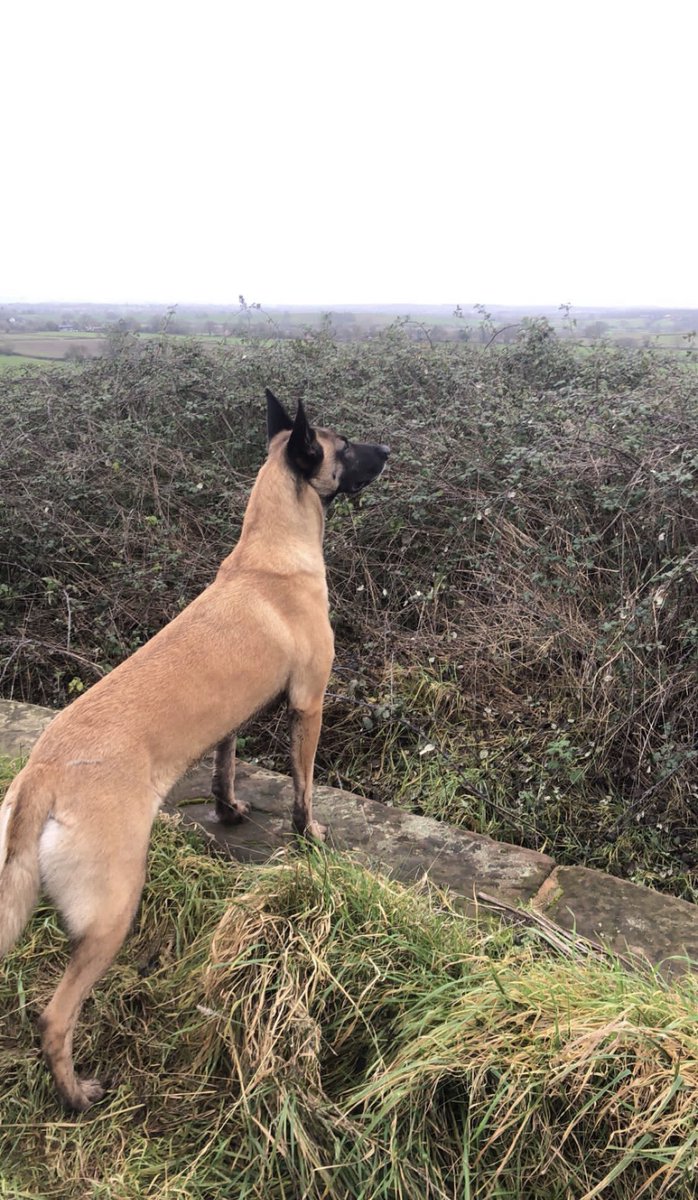 Radar had a great day’s training yesterday with West Mercia dog handlers yesterday, where we saw a lot of very talented dogs and got some good searches done