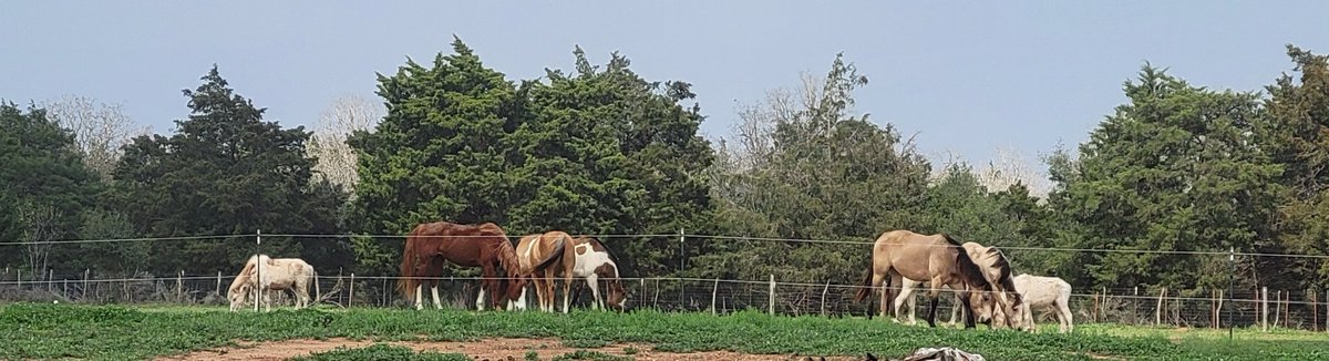 The calm before the storm. 
🌩️🌧️⛈️🌩️🌧️⛈️🌩️🌧️⛈️🌩️
With high winds and heavy rainfall in our forecast, the horses are out enjoying the sunshine and green grass. 

Linktr.ee/PRRHR

#horses #rescuehorses #texashorserescue #calmbeforethestorm #supporthorserescue #horselovers