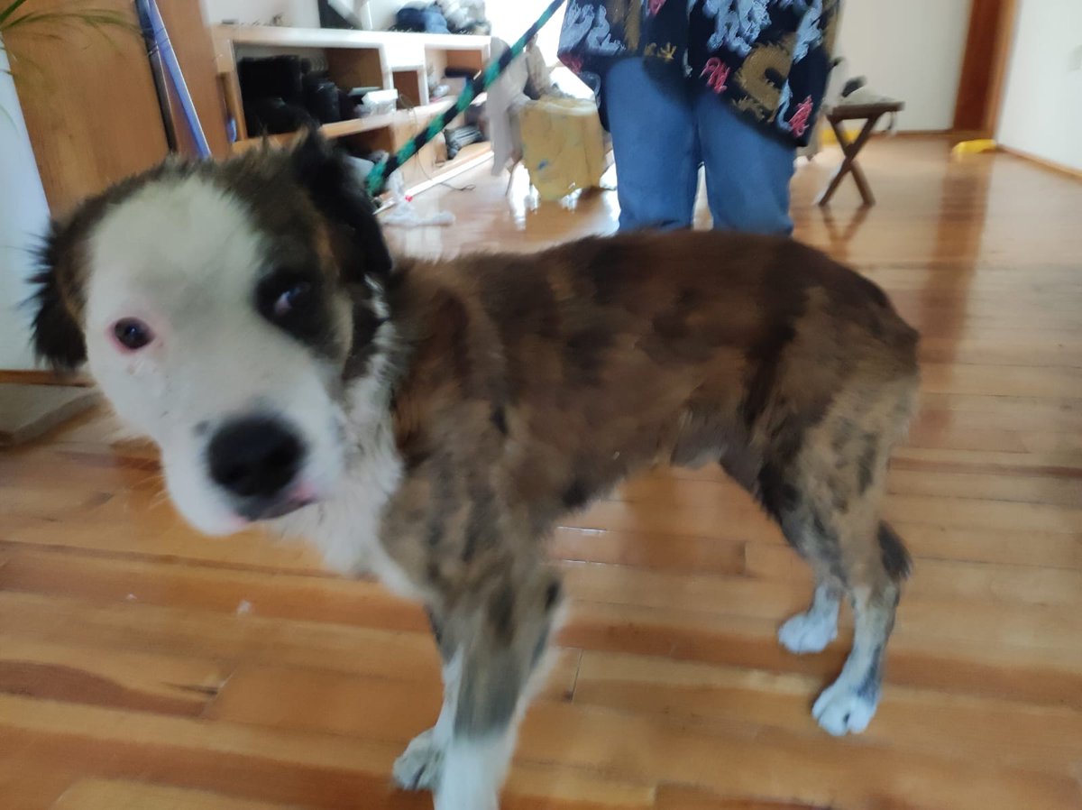 paucorella's tweet photo. @MascotasSismo @LaColoniaJuarez ¡Hola! Unas vecinas encontraron hoy a este amigo sobre calle Liverpool. Asumen que está perdido, no trae collar pero sí una marca de haber usado. Les agradecería el RT a ver si encuentra a sus humanos. Es macho y le calculan 3-5 años. Gracias 🙏 https://t.co/YIavsnJJYd