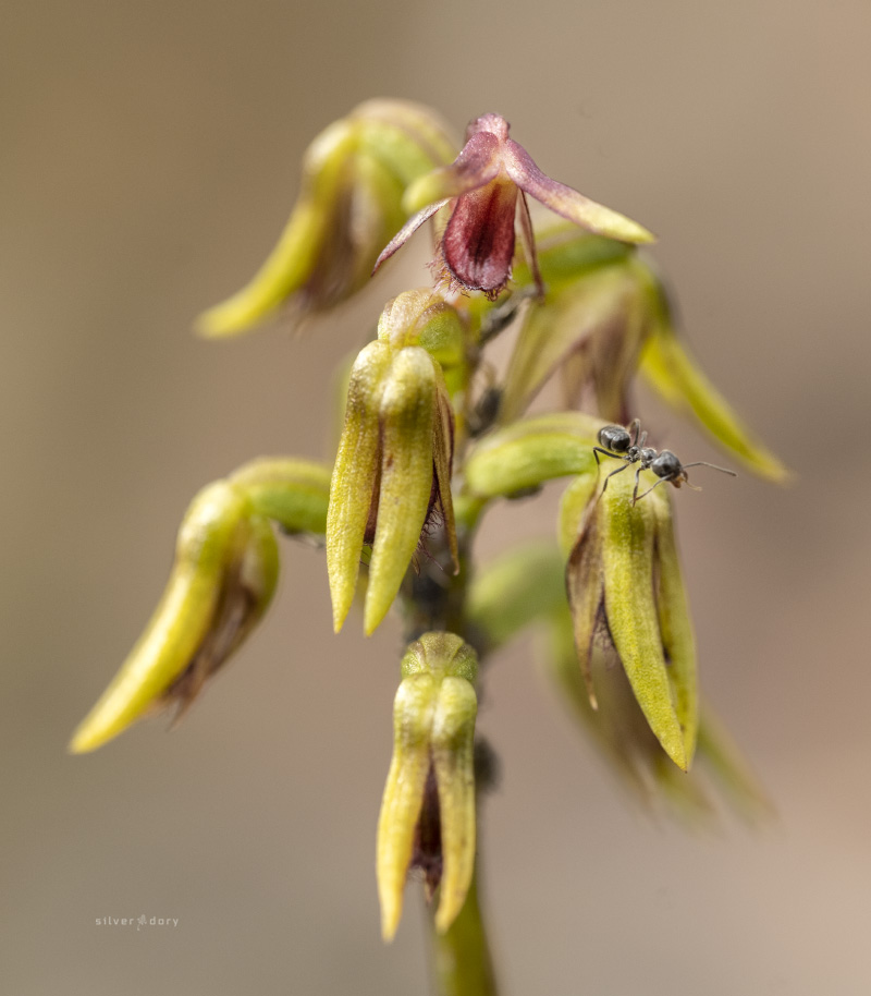 Silver Dory on Twitter "Corunastylis oligantha (Mongarlowe midge orchids) near Half Moon, NSW