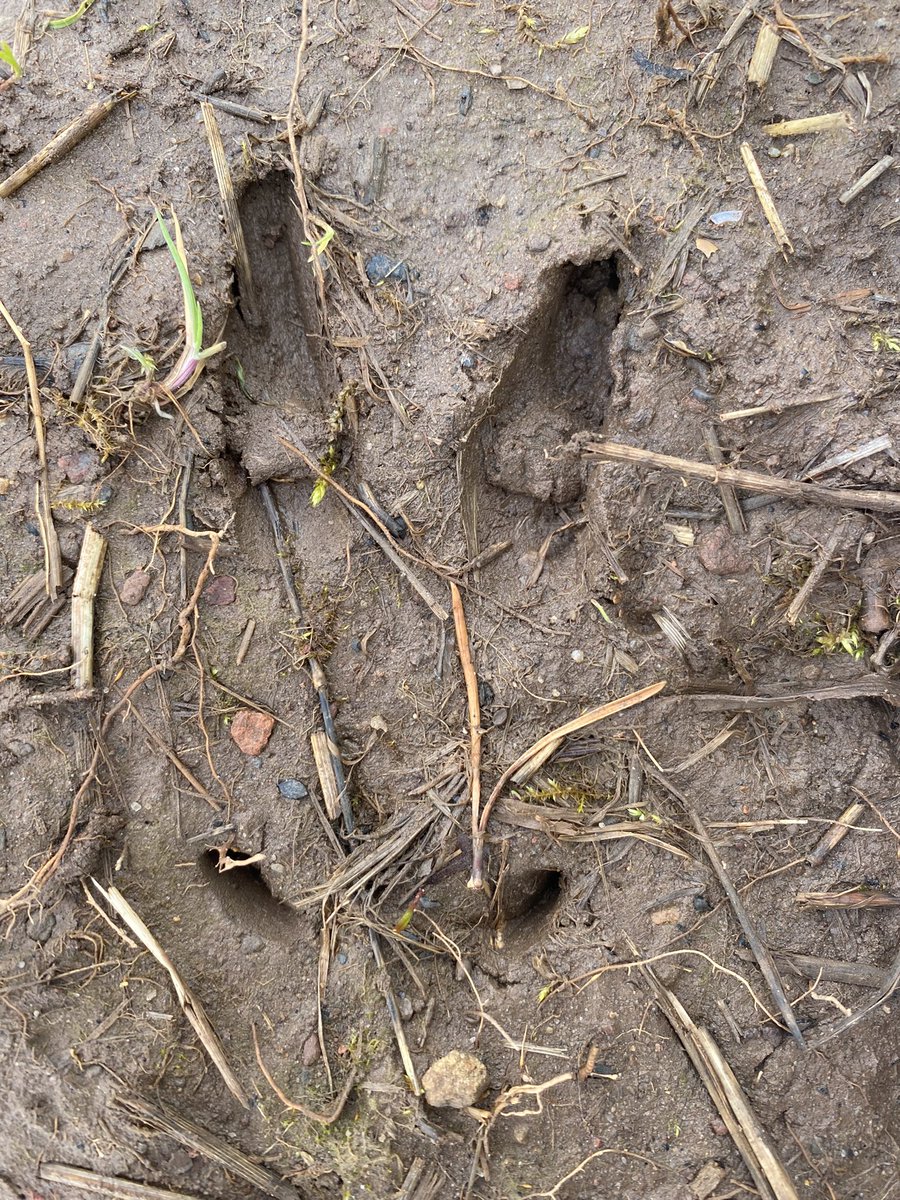 dpsforestschool tweet media