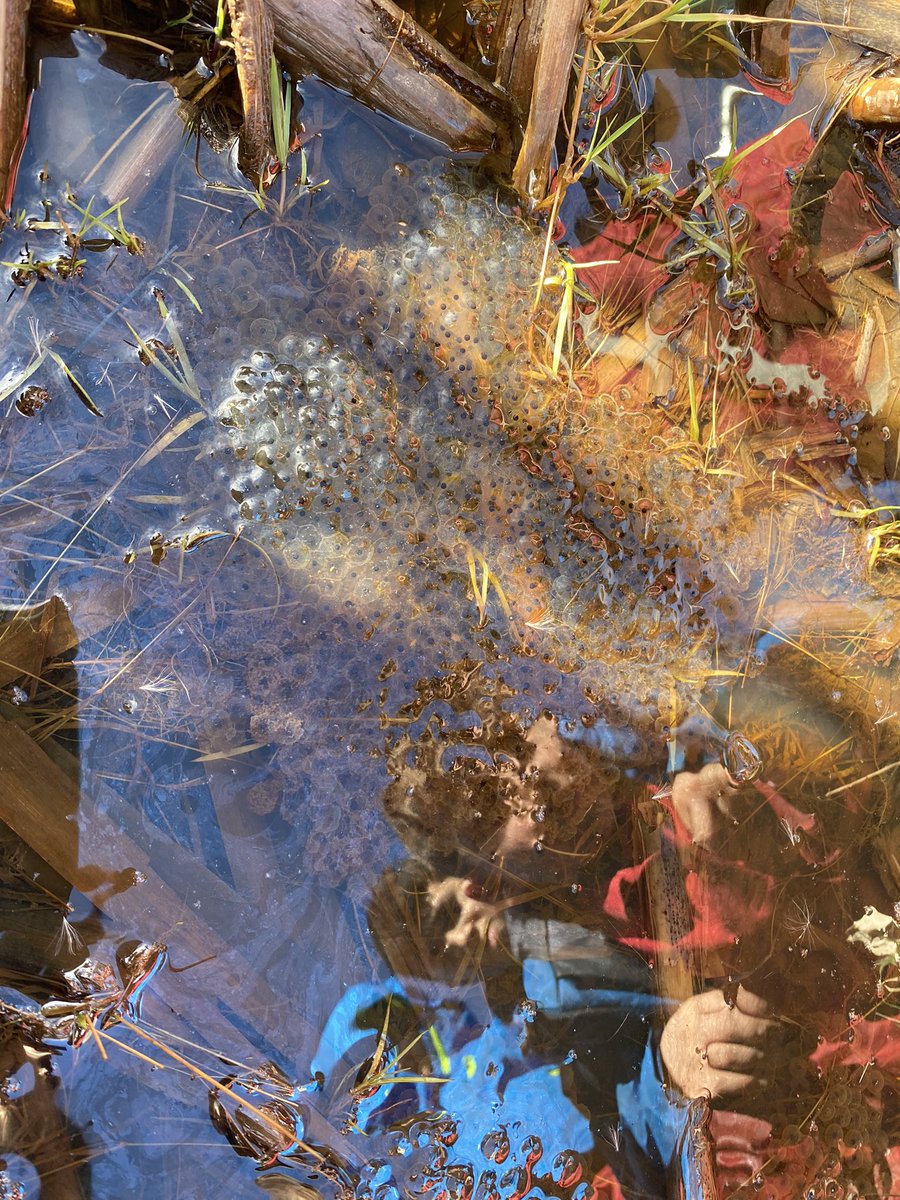 dpsforestschool tweet media