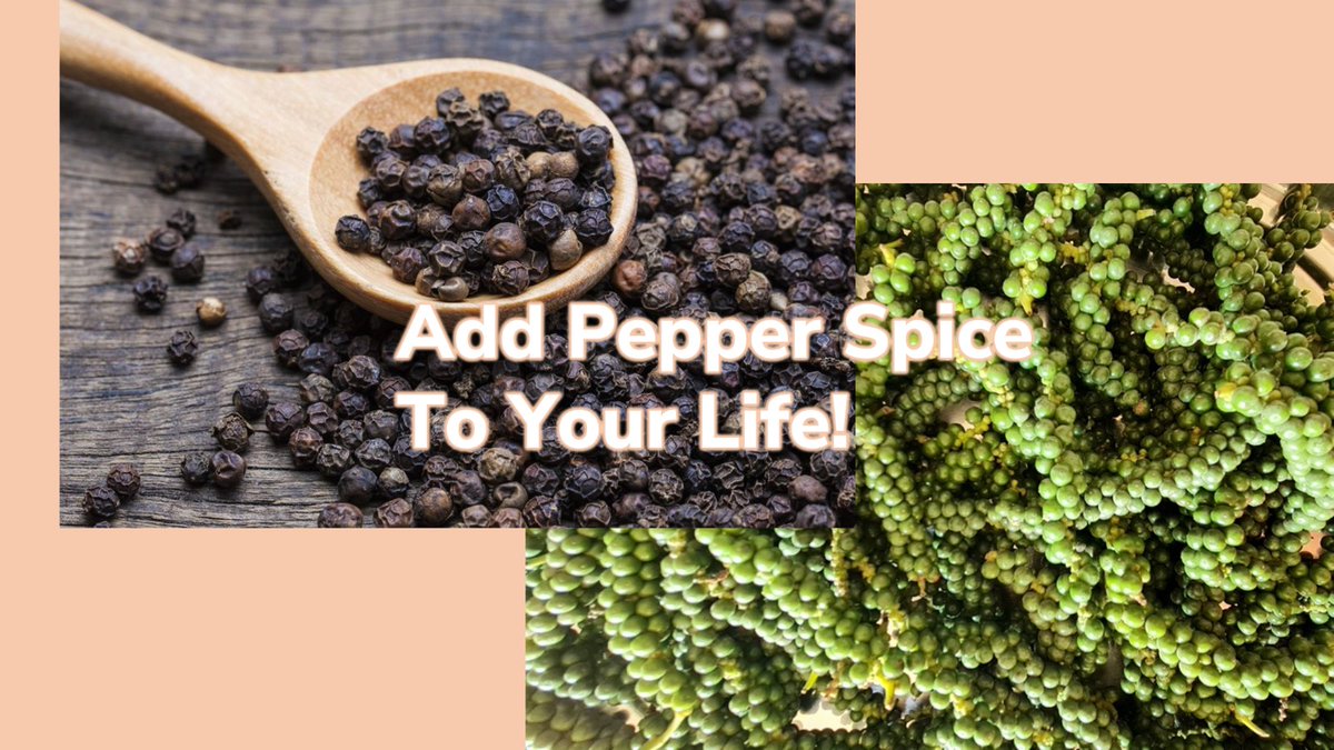 ADD PEPPER SPICE TO YOUR LIFE!
Literally a powder keg of information on how pepper is used in daily cooking, the science of pepper and its healing properties, and lots of recipes for using pepper in home remedies. 

5 minutes read on my blog page. 
aneetamadhok.com/add-pepper-spi…