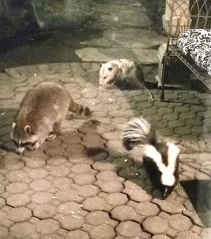 mischiefanimals's tweet photo. the squad https://t.co/BHXLUI6vZN