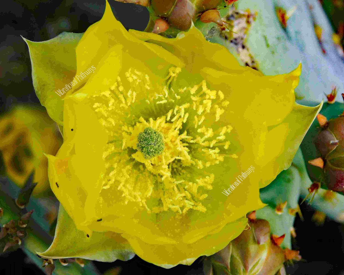 RobieJean1's tweet photo. Prickly Pear Cactus Bloom - Sonoran Desert, Tucson, AZ https://t.co/tD1vwDYQjJ #photography #flora #nature #pricklyPearflower #yellow #blooming #food #desertFlower #sonoranDesert #mysticVenturesPhotos https://t.co/t5yU5159Wr
