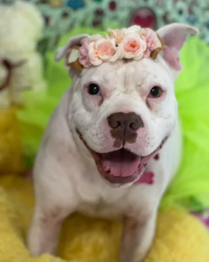 Animal_born's tweet photo. Have A Good Day 🐾❤️❤️
#loveisland https://t.co/41QNFE5984