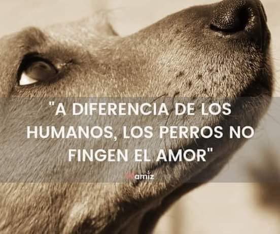 Adopta un perrito rescatado 🤍
Tenemos varios esperando un hogar