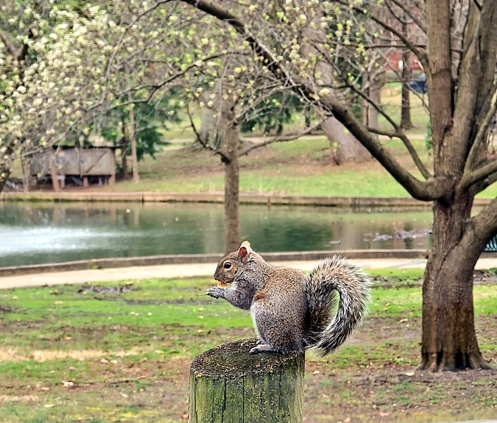 🐿