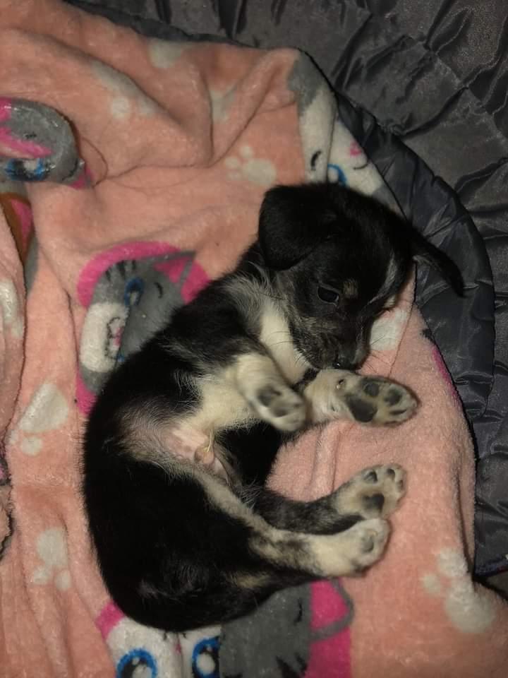 En adopción enano de 40 días aprox, va a ser mini cuando crezca, es ideal para dpto. Desparasitado, despulgado, súper amoroso 
Se da en adopción responsable y con seguimiento, estamos en nueva, me pueden escribir al  3543624394
<a href="/VivireNuevaCba/">VivirenNuevaCórdoba®</a>