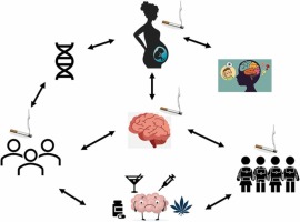 b_corona_'s tweet photo. i'm bad at academic advertising but please read this awesome review on Nicotine on the Developing Brain!!!!! just look at this graphical abstract! she's incredible https://t.co/Gd06jflZOt