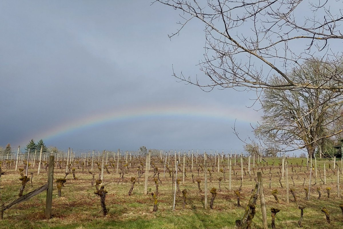 MerrileeBuchana's tweet photo. Ahh, #rainbow over freshly pruned #vineyard 🌈 #oregon #pinot 🍷 https://t.co/96HdydiCgC