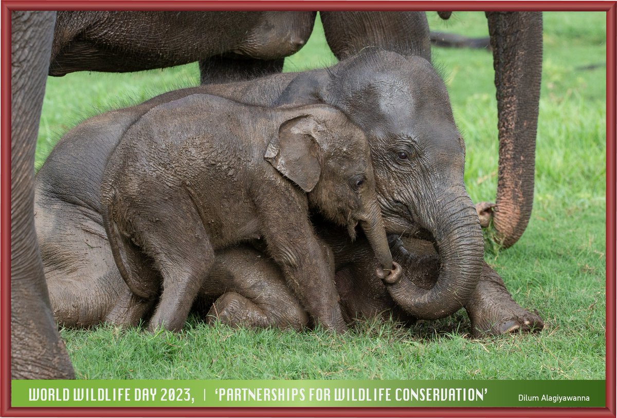Today-March 3rd  World Wildlife Day..!! 
'Partnerships for Wildlife Conservation'

#WorldWildlifeDay #PartnershipsForWildlifeConservation
#nationalgreeninitiative #TheGreenEye #greencommittees 
#srilankawildlife