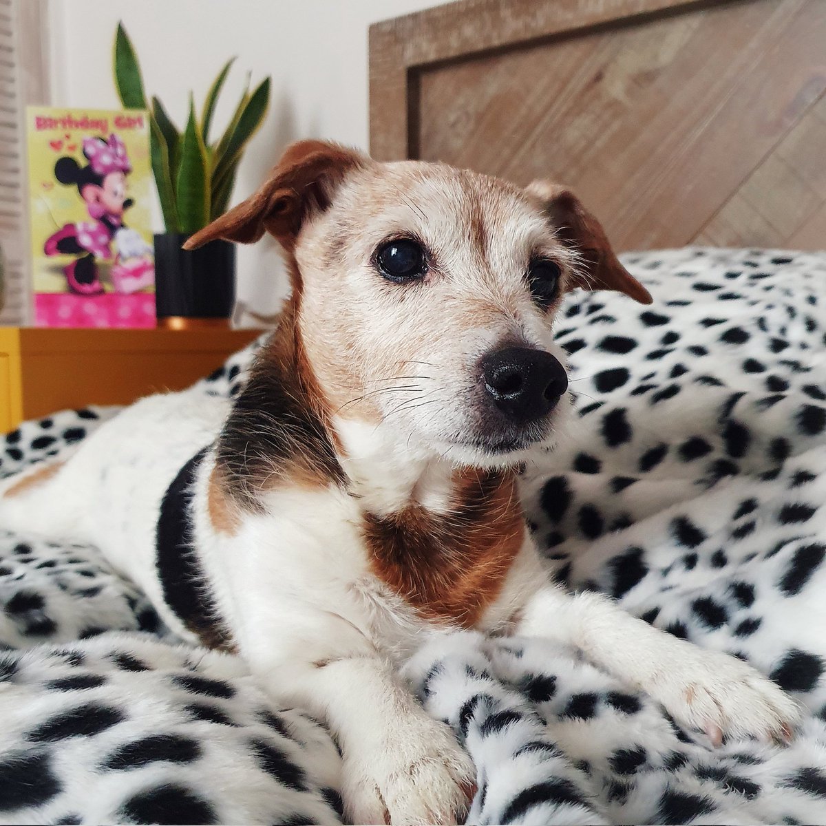 Doe Darling Ⓥ 🌳☁️ tweet media