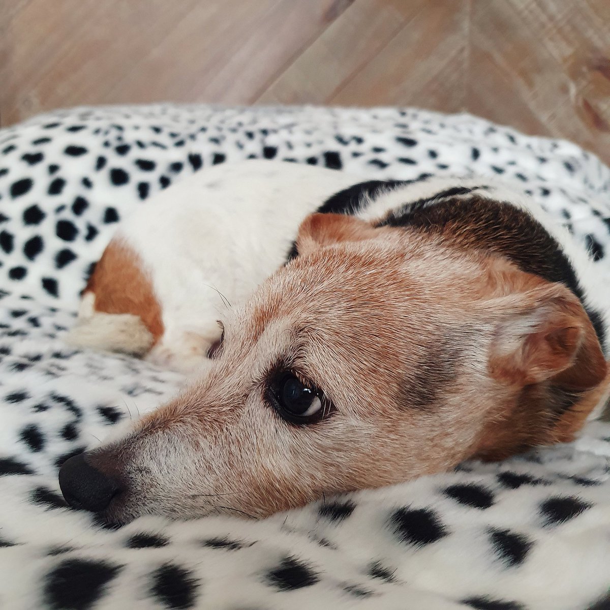 Doe Darling Ⓥ 🌳☁️ tweet media