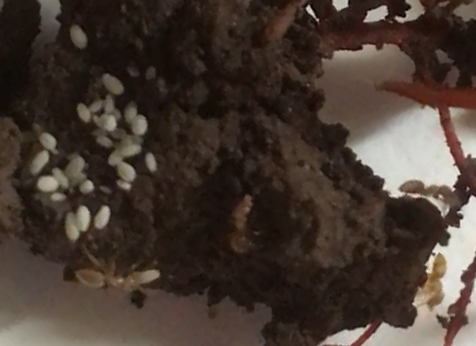 USDA_ARS's tweet image. 𝗘𝗻𝘁𝗼𝗺𝗼𝗹𝗼𝗴𝗶𝗰𝗮𝗹 𝗥𝗲𝗹𝗮𝘁𝗶𝗼𝗻𝘀𝗵𝗶𝗽𝘀! In 2020, chat groups helped us maintain a sense of community. A new ant-associated mealybug is named in tribute to these groups. The species epithet “telalia” means distant conversation. bit.ly/3YuhjLN #SysEntLab