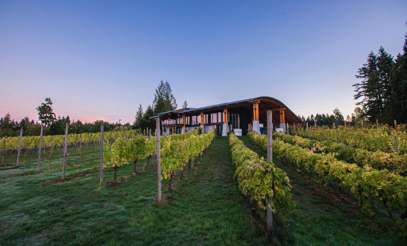 hiredBelly's tweet image. My chat with @The_Blue_Grouch about the sale of #Cowichan @BlueGrouseWines to members of Jackson Family Wines @JFW bc.vitis.ca/the-blue-grouc… #bcwine