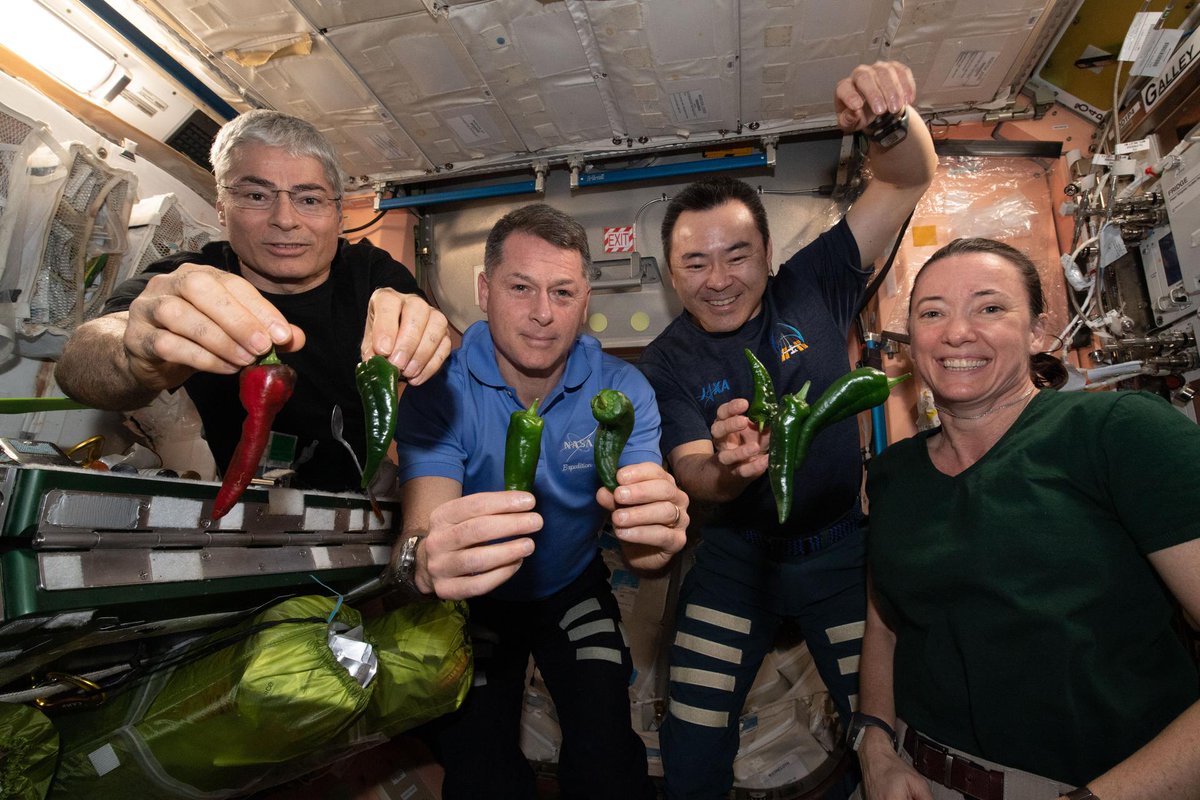 NASA Space Science (@nasaspacesci) on Twitter photo Adding a little spice to life in space!
#TBT to this experiment which cultivated chile peppers aboard <a href="/Space_Station/">International Space Station</a> for the first time. This and our other plant studies provide insight into growing food crops for long-duration space missions! Learn more: go.nasa.gov/2YN8baW Adding a little spice to life in space!
#TBT to this experiment which cultivated chile peppers aboard <a href="/Space_Station/">International Space Station</a> for the first time. This and our other plant studies provide insight into growing food crops for long-duration space missions! Learn more: go.nasa.gov/2YN8baW