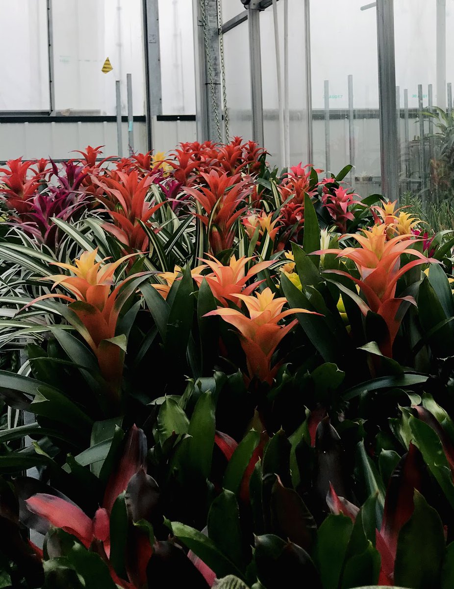 Botanical Designs tweet media