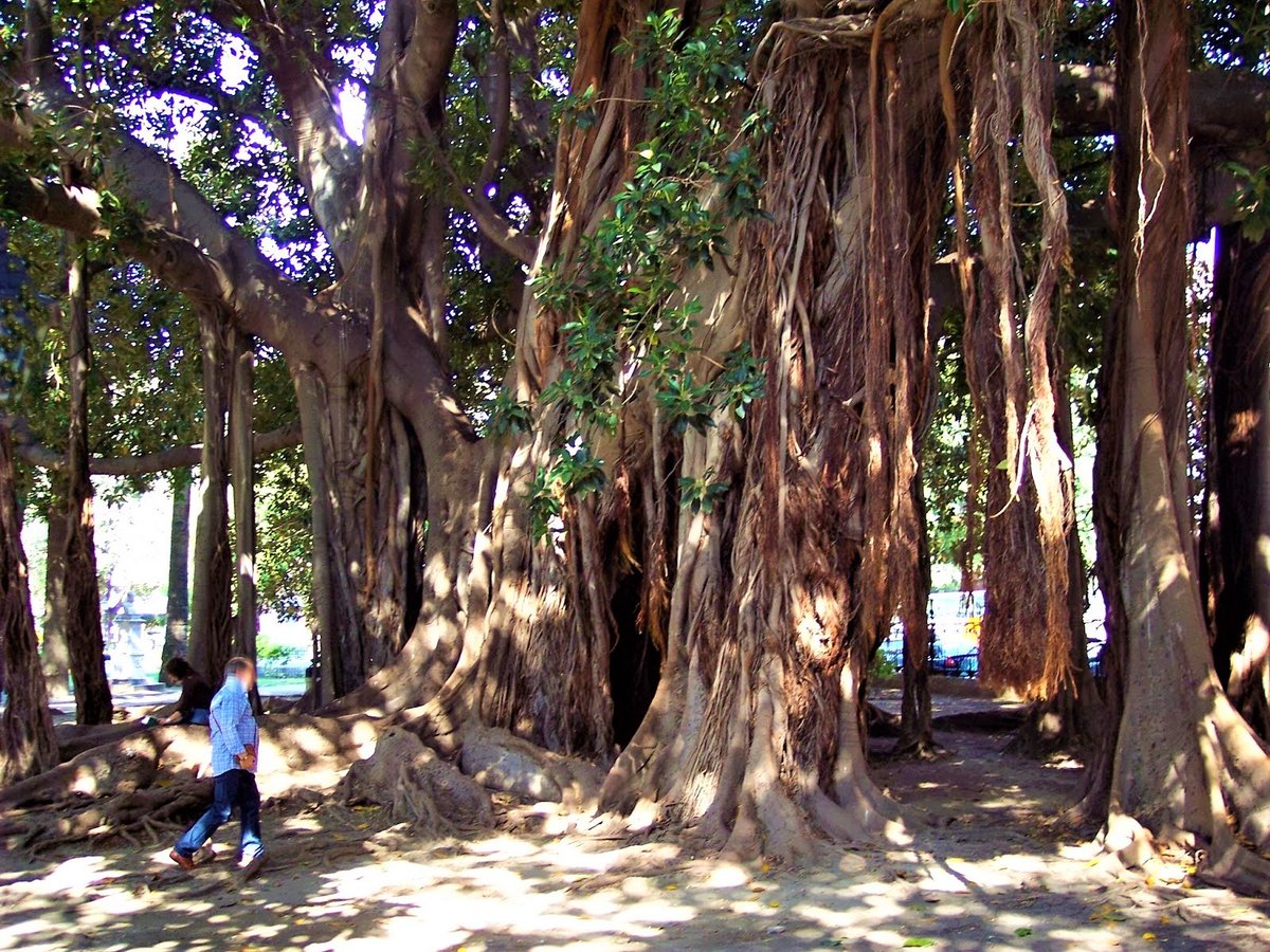 ZioPippinu's tweet photo. TRONCO E RADICI AEREE del "#FicusAcrophilla", inteso anche "#FicusMagnolioides", visibile in #PiazzaMarina, a #Palermo innanzi allo #Steri. Forse è l'esemplare più grande d'Europa. #Foto #Photo #Photography di #ZûPippinu https://t.co/HsPTjlwYlY