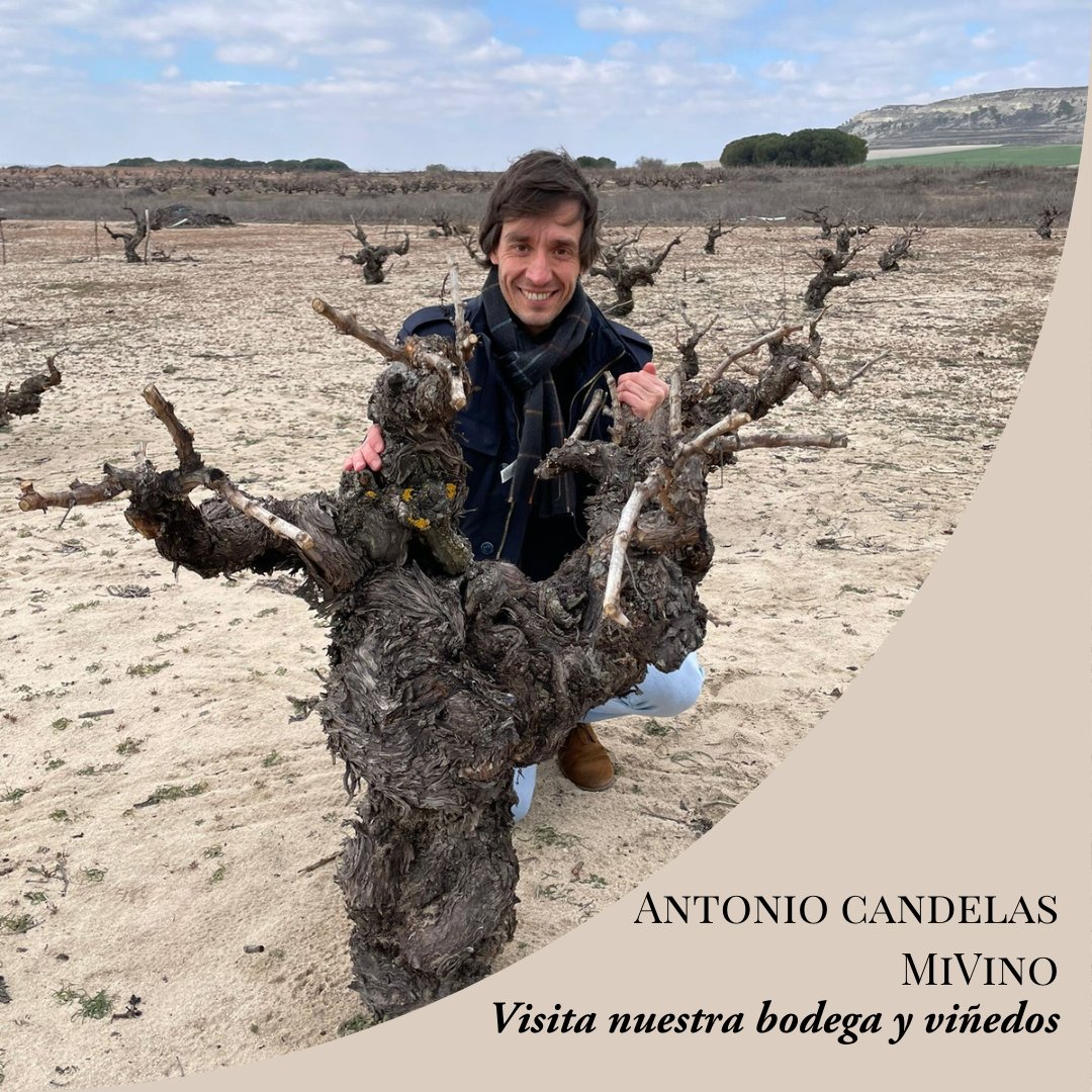 Bodegas Félix Lorenzo Cachazo tweet media