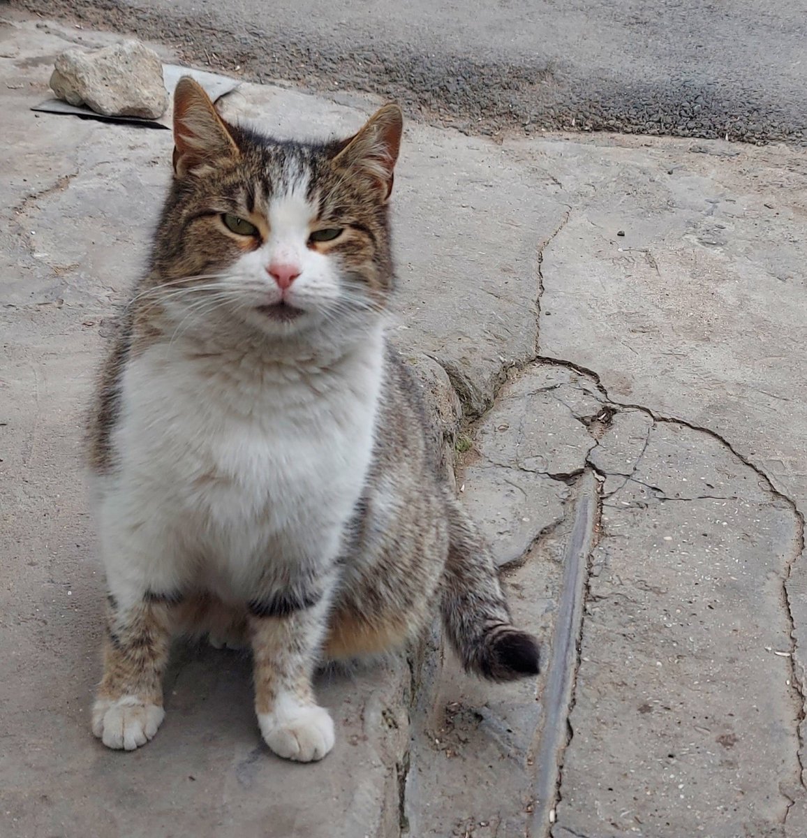 AygunSamadova's tweet photo. #CatsOfTwitter #CatsofBaku #babycat #cats #CatsOnTwitter #catsofinstagram #Baku #Azerbaijan #Azerbaiyán https://t.co/UuV4zhQlnx