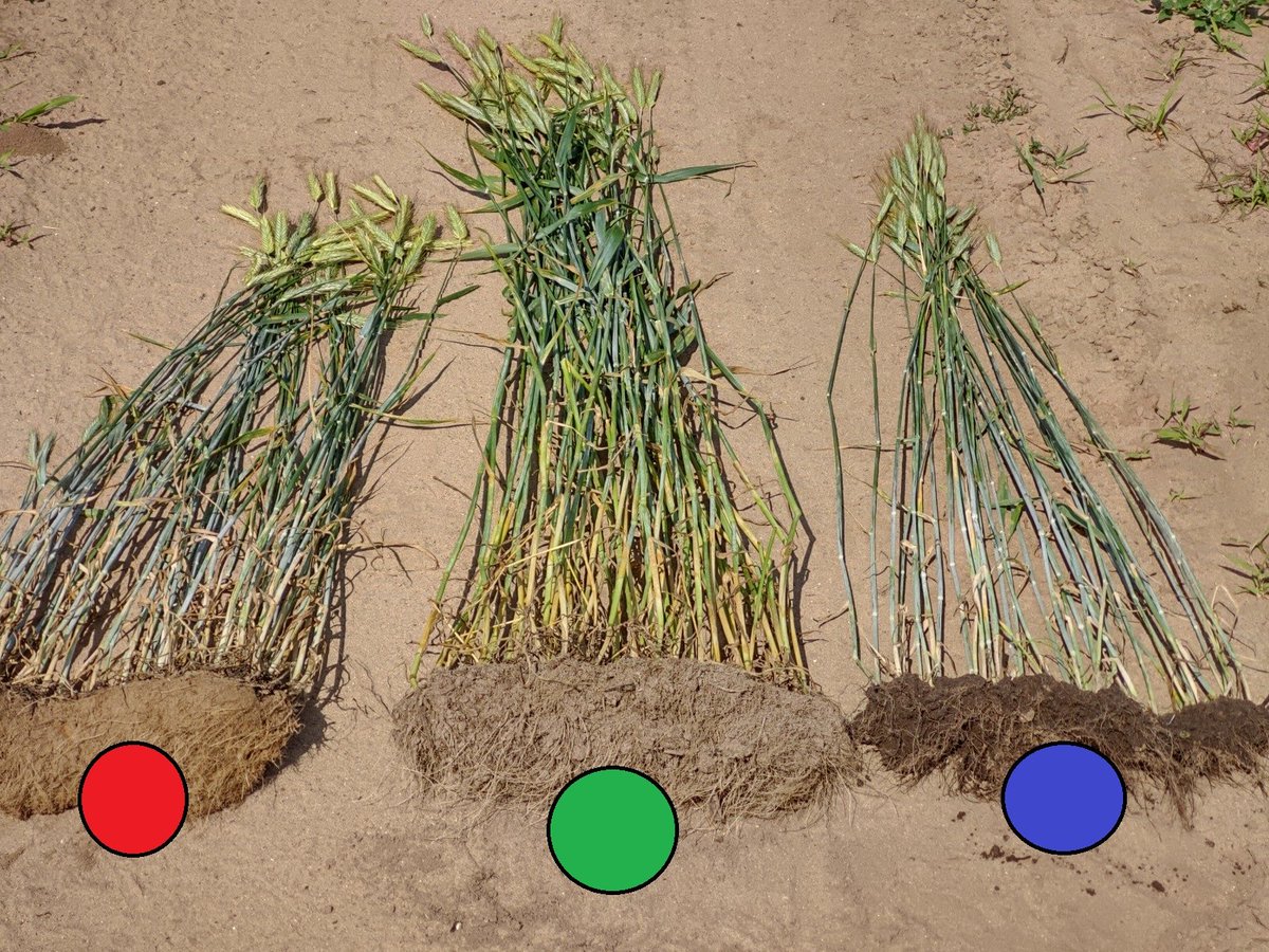 michaeldunnCCA's tweet photo. If you don't manage #soil variability, it will be sure to manage your crops for you
Soils from the same field, zones mapped at high resolution with #SMART4D
#thinkoutsidethebox
#PrecisionAg https://t.co/RO6qvTDkTu