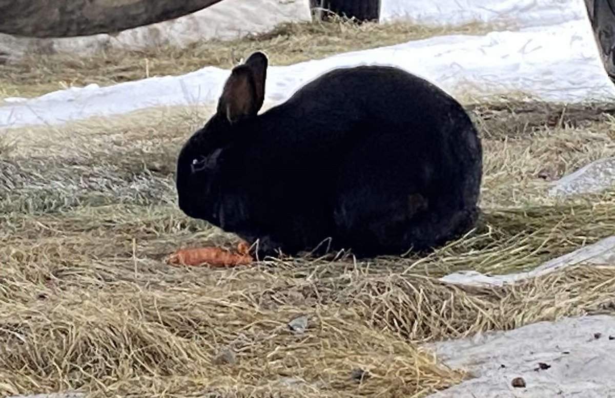 EdmondsImport's tweet image. Yesterday, Jake the Turbo Diesel Rabbit was finally caught and taken to a loving forever home. We’ll miss seeing him around the shop but we’re happy to know he’ll be loved, warm, and feed lots of goodies.
