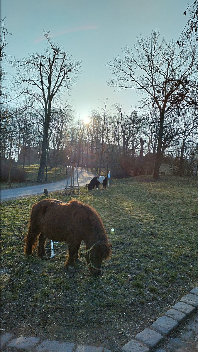 bicarbona's tweet photo. vidím že můžeš, řekla anička k #runningzone ráno poníci https://t.co/sFdnYtq58t