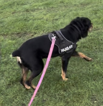 millypod1's tweet photo. PLEASE SHARE TO GET RUFUS HOME SAFE.
HE NEEDS HIS MEDS 😢#findRufus
🆘26 DEC 2022 #Lost #ScanMe #STOLEN??
OLDER Rottweiler Cross Male. SHORT TAIL
West Common, Carholme Road #Lincoln #LN1
SIGHTINGS PLZ☎️07808003152/ 07722913052
https://t.co/qXFqbCaEwm https://t.co/rD1mdMfhX4